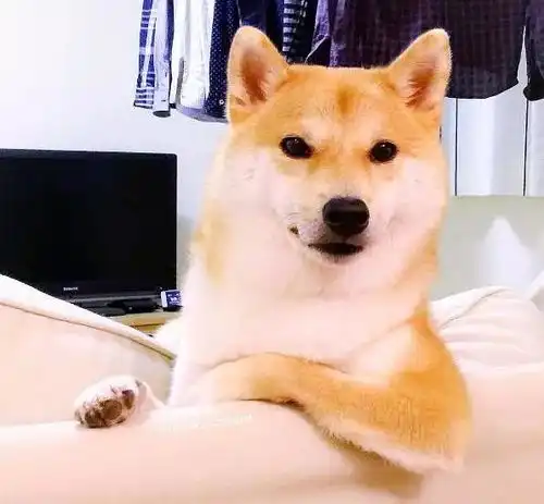 这只风靡全球的ins柴犬,了解下