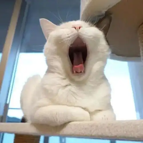 头像可爱搞怪头像