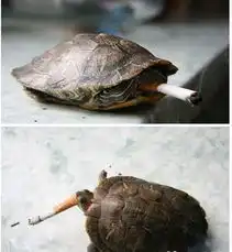 精选图片帖第594页