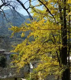 银杏金黄,枫叶似火,广东的深秋竟如此绝色