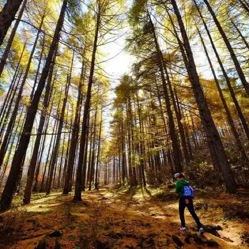 辽河源国家森林公园门票,辽河源国家森林公园游玩攻略360地图