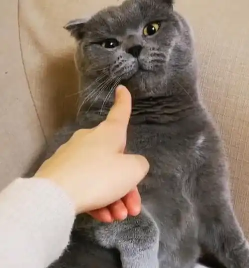 主人调戏蓝猫动手掏猫脸,喵主子怒了,一场世纪大战就这样爆发了