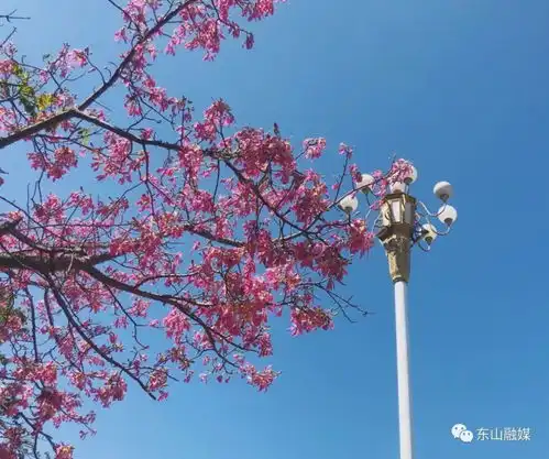 只有秋天才能看得到东山岛浪漫粉