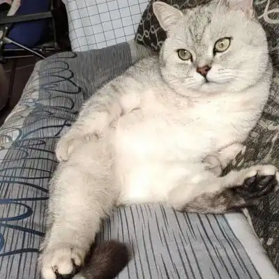 可爱懒猫图片超萌的睡觉的懒猫图片大全