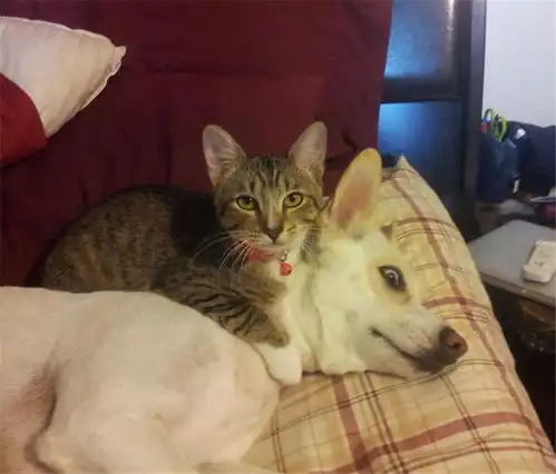 谁说猫狗一定会打架,明明是最爱秀恩爱的小情侣好么