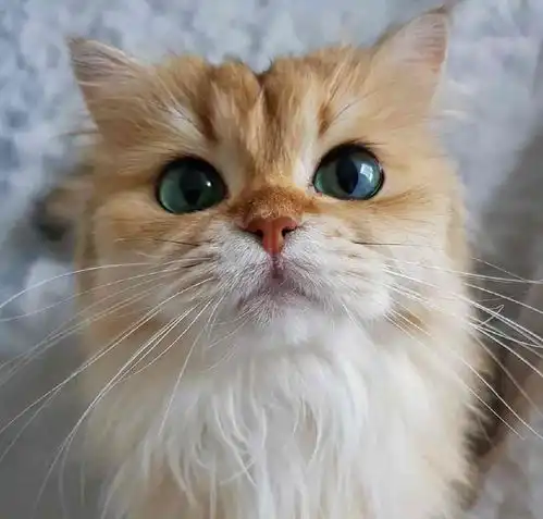 宠物医院看病越来越贵,宠物生病何去何从