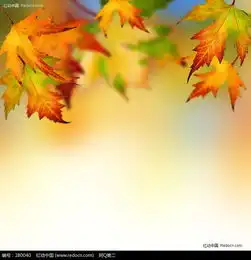 秋天的黄色枫叶图片280040花草树木