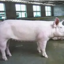 山东仔猪果蔬销售