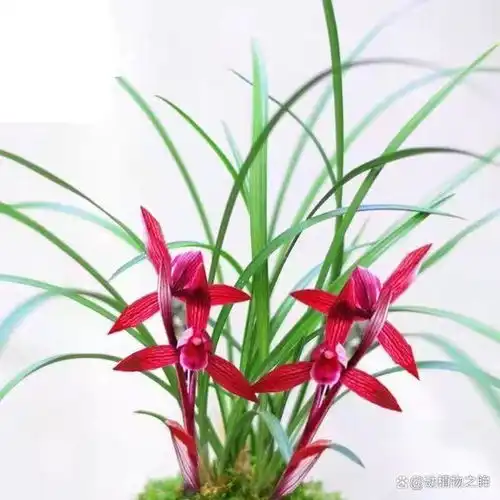 兰花的花语象征与寓意从高贵到纯洁的多重象征