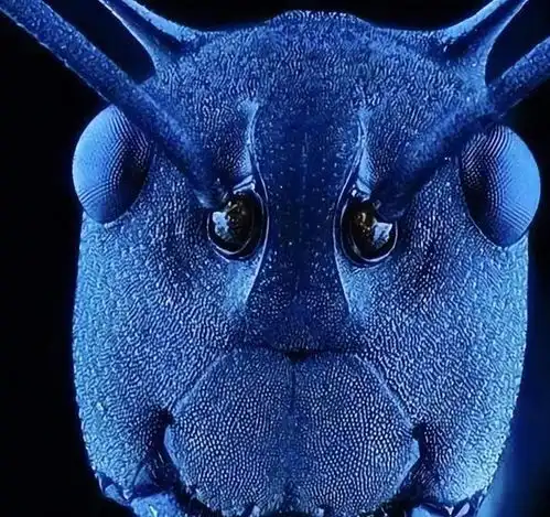 显微镜下的微观世界,有些让人感到惊艳,有些让人感到惊吓