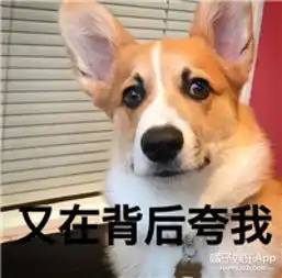 卖萌帝柯基又来了短腿的忧伤,你不懂