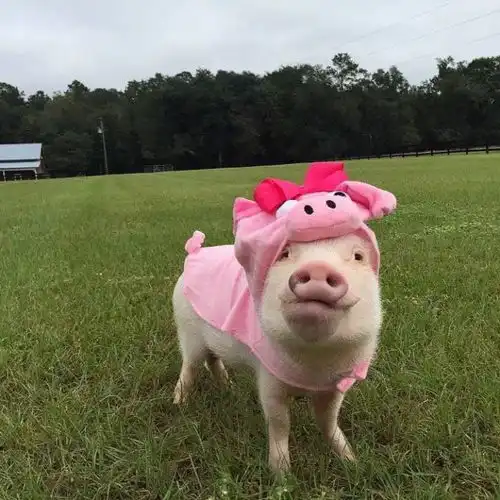 壁纸头像一大波萌宠情侣头像强势来袭