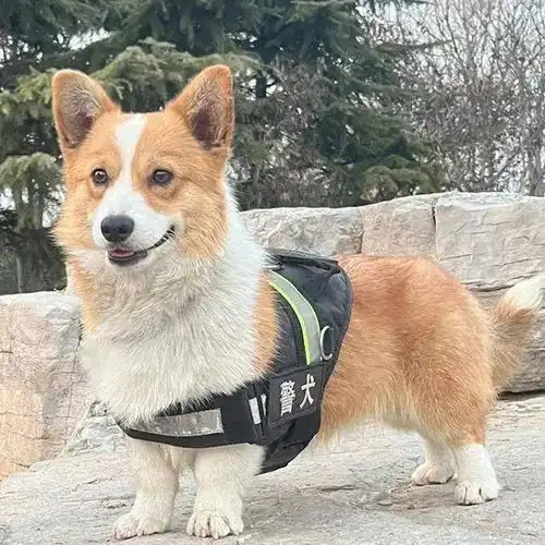 柯基也能当警犬到底是吉祥物还是真实力
