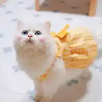 猫的头像带着腮红的自带腮红猫咪头像