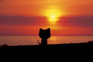 求猫咪眺望远方的背影图背景是夕阳下的大海有高手给ps也可