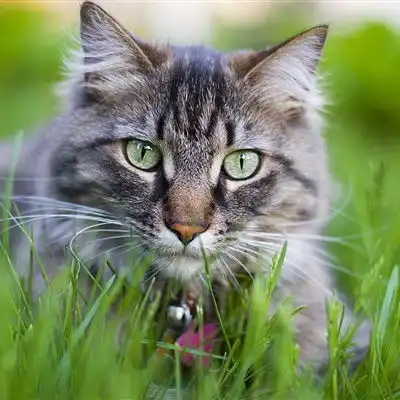 微信小猫头像,草地里玩耍的猫咪图片