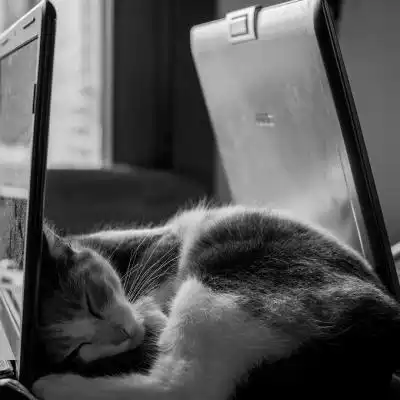 好看的小猫图片头像,特别萌的户外小野猫图片