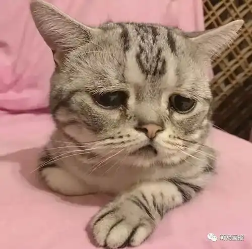 亲爱的猫咪,你为何如此忧郁