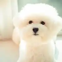 宠物资讯选购新闻有宠