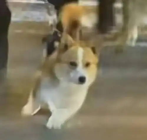 大型追星现场,唯一柯基警犬被挤没福仔别拉我,我要见我粉丝