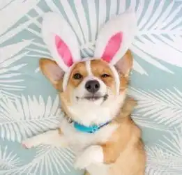 你想养条狗狗吗新手养狗的具体攻略