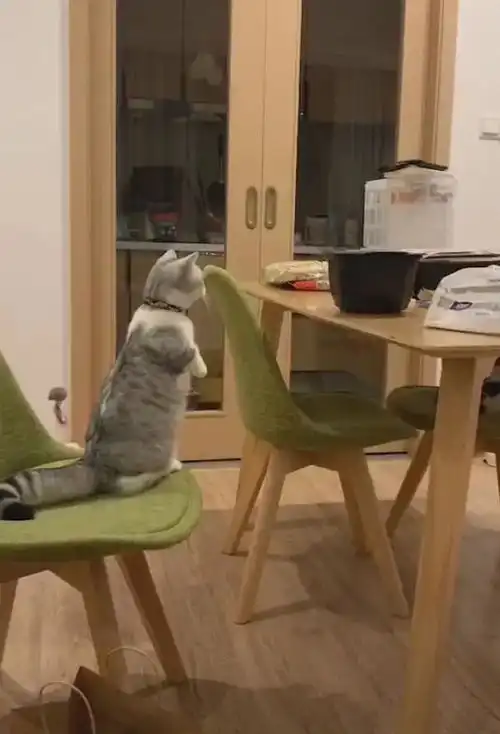 猫咪惦记桌子上的食物,跳上去发生意外,网友小短腿的忧伤