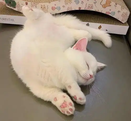 啊啊啊啊啊一只猫怎么能这么像西门庆