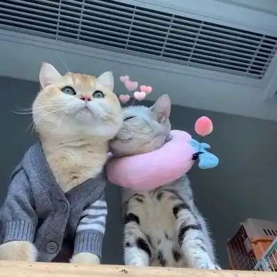 我问风扇我丑吗,它摇了一晚上的头