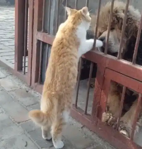 橘猫在笼子外面调戏藏獒网友笑它不怕死背后原因却让人说不出话的伤感