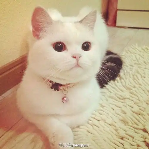 猫咪在不同阶段该怎么喂如何让猫咪健康成长