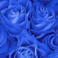 图片头像花朵蓝色妖姬微信头像图片大全