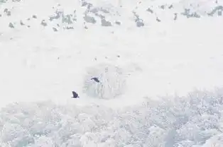 仙女山银装素裹冰天雪地下