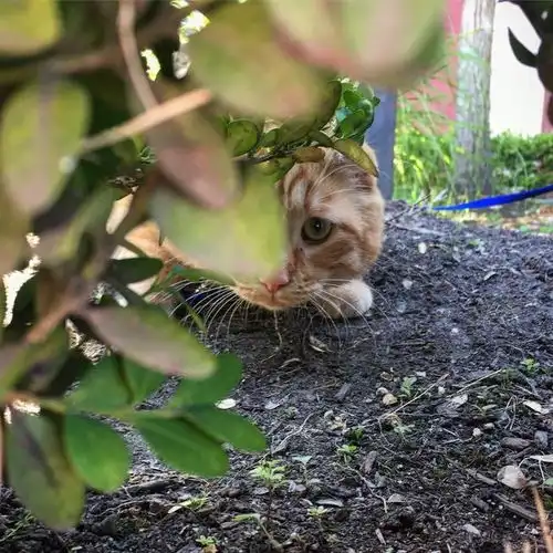 前段时间网上那只世界上最悲伤的猫,现在过得怎么样了呢