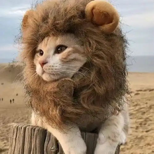测试一个超长简介的文章
