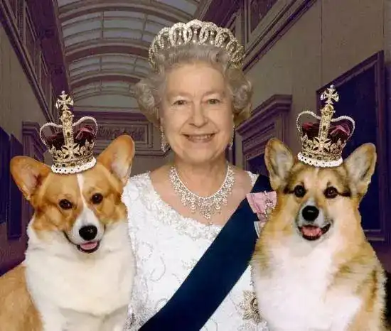 当初那些骗我养狗的人呢绝交