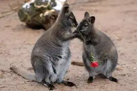 动物界情侣也浪漫十足亲吻大胆示爱科学探索