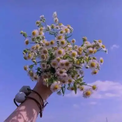 捧一掬温柔赠你