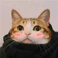 关于猫咪的情侣头像微信头像图片大全