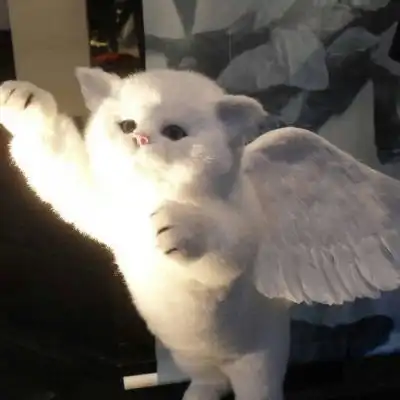 可爱小猫咪卖萌头像史上最可爱超萌的小白猫图片