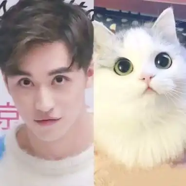 许魏洲完美复制喵星人各种表情,网友太像了,简直猫系男神本尊