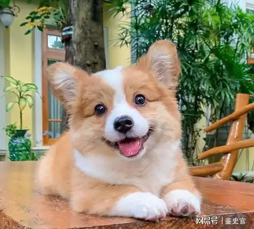 不瞒你说,养柯基是我做过最正确的决定