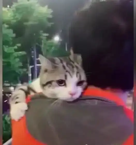 猫咪抱着男主撒娇,随后竟然眼神犀利挑衅女主喵他是我的人