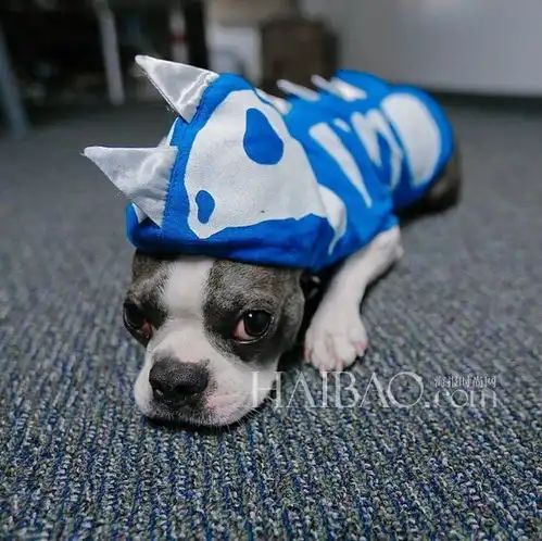 满脸问号的呆萌系汪星人来自instagram的可爱狗狗rio,丰富表情有没有逗乐你