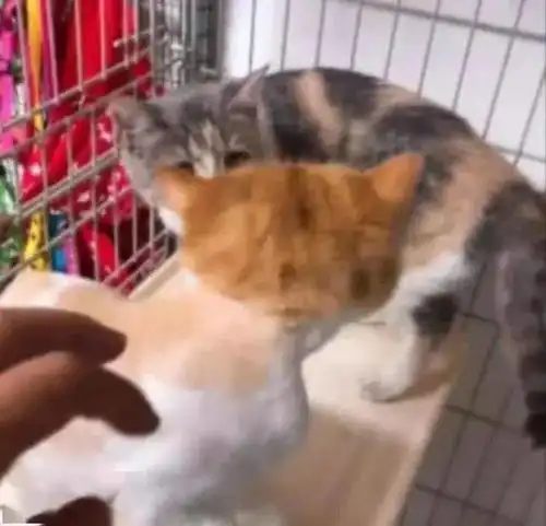 橘猫因长得忧郁而走红,网友像欠了几十万没钱还