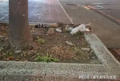 遛狗目睹猫咪疑被高楼扔下,女网友心痛帮善后为什么要伤害它