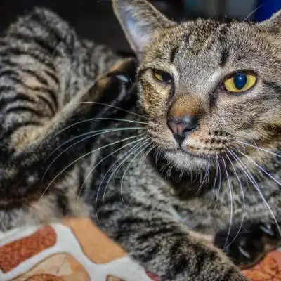 一只灰色的小猫特写,可爱猫咪头像萌图片