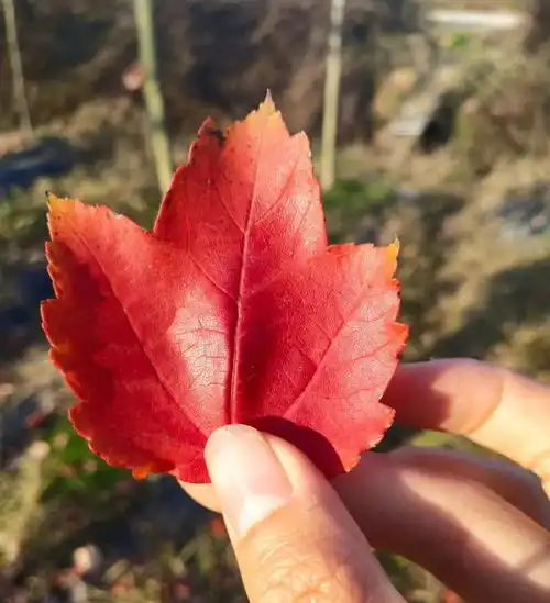 看华彩三农的枫叶飘红