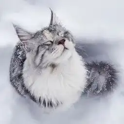 来自挪威的大猫,威风凛凛的样子把我帅到了