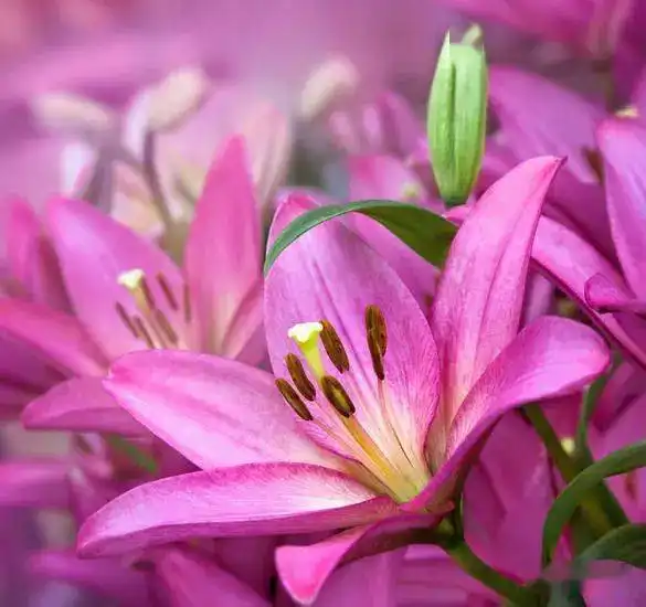 100幅百合花,新年的幸运之花