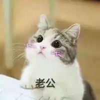 可爱猫咪情侣头像两张微信头像图片大全